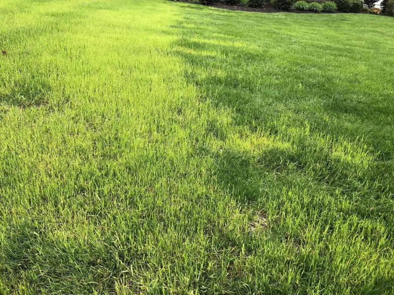Overseeding a Thin, Patchy Lawn in Early Fall: A Step-by-Step Plan