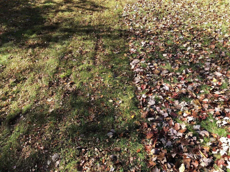 Stop Bagging Your Leaves: Four Ways to Put Them to Work in the Garden
